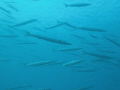   big ggest shoal Barracuda Ive ever see. see  